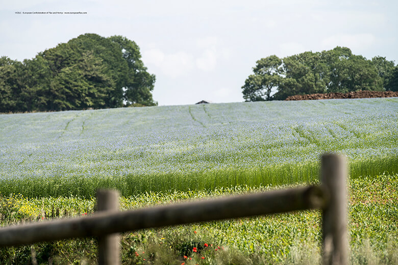 Berneval-le-Grand (76), le 22 juin 2012 : champ de lin en fleurs (Photo Sebastien Rande / CELC)