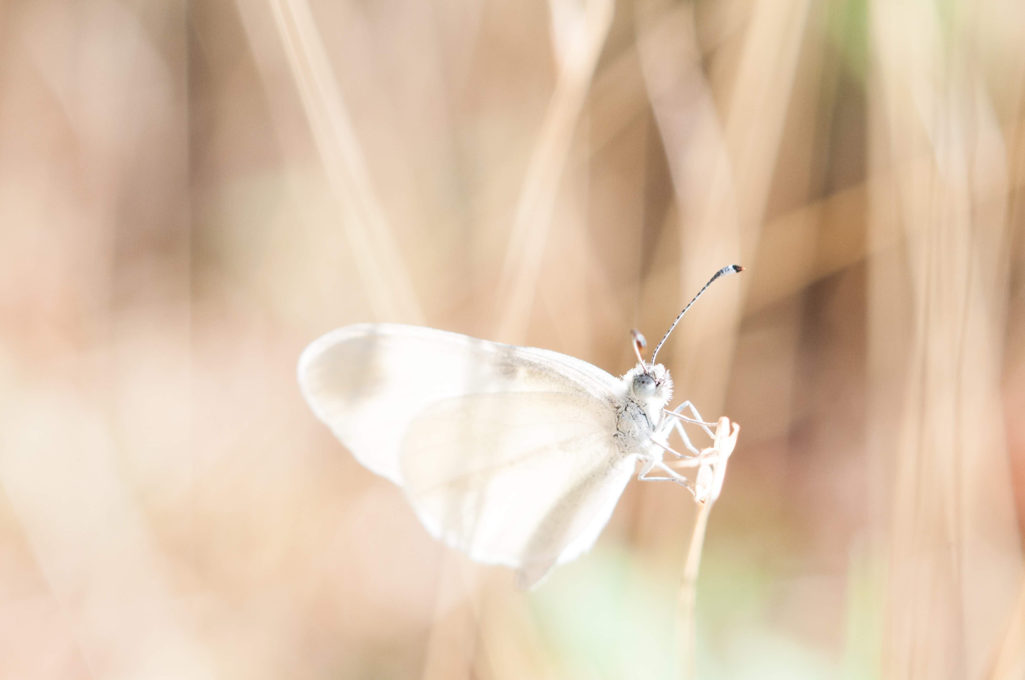 moth